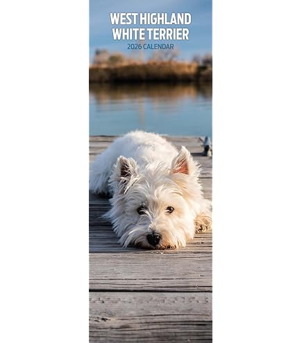 Calendrier Mural 2026 West Highland Terrier (Westie) - Format A3, 12 Photos, Reliure Spirale, Départ Semaine Lundi - 4