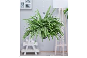BALDUR-GARTEN GMBH BALDUR Garten Hängepflanze Schwertfarn, 1 Pflanze, Luftreinigende Zimmerpflanze, unterstützt das Raumklima, luftreinigend Nephrolepis, Grünpflanze | ausladende Wedel, bis zu einem Meter lang,