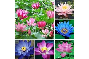 FLOWER FIELD STORY 40 Stücke Gemischte Lotus Samen Mehrjährige Wasserlilie Für Balkonterrassen Teichbepflanzung Bunte Blumen Bringen Farbe In Den Garten