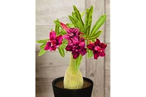 FKGNQS WüStenrosenknolle-Winterhart MehrjäHrig,Wüstenrose Rhizome,WüStenrose Kaufen,Adenium Obesum Pflanze,WüStenrose Pflanze,Wüstenrose Pflanze Im Topf,Bonsai-Pflanzen-1knolle-d