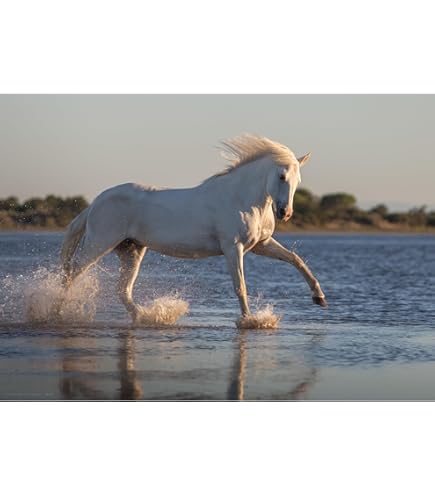 Carte Postale Ancienne - Camargue - Chevaux Et Gardians - CPM