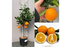SAVINI VIVAI L'ARTE DI FARE NATURA SAVINI VIVAI Pianta di Arancio Albero di Agrumi Arancio Dolce a Polpa Gialla Washington Navel in Vaso da 20 cm Altezza 70 cm 2-3 Anni di innesto Made Italy