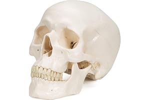 3B Scientific A20 Anatomia człowieka - Klasyczny model ludzkiej czaszki z połączeniami magnetycznymi, część 3 + bezpłatne oprogramowanie anatomiczne - 3B Smart Anatomy (może nie być dostępne w języku polskim)