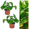 2 x Scindapsus Aureus Devil's Ivy Indoor Plants in 12cm Pots - Real Evergreen Trailing Houseplants - Easy to Care for - Ideal for The Home or Office