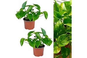 CARBETH PLANTS 2 x Scindapsus Aureus Devil's Ivy Indoor Plants in 12cm Pots - Real Evergreen Trailing Houseplants - Easy to Care for - Ideal for The Home or Office