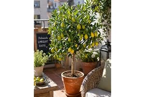 Italiensk limequat – citrus x floridana, 80 cm, exotisk citrusträd, enkel skötsel och bärrik, perfekt för terrass och vintert