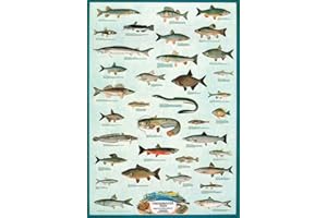 EMPIREPOSTER Empire 536440 plakat edukacyjny z rybami słodkowodnymi, 68 x 98 cm