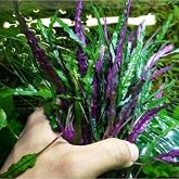 Hemigraphis Repanda Akvaryum Bitkisi,Canlı Bitki 5 Dal