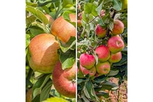 YOUGARDEN You Garden - Apple Patio Duo Fruit Tree 'Elstar' & 'Golden Delicious' 5L Pot, 70-80cm Tall Supplied as a Ready to Plant Potted Apple Tree - Grow Your Own Fruit Trees in Gardens