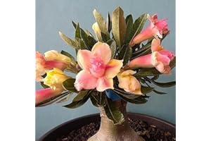 CFGRDEW Planta de rosa del desierto, adenium obesum,planta rara, crece bien en macetas, fácil de plantar.-1planta-B