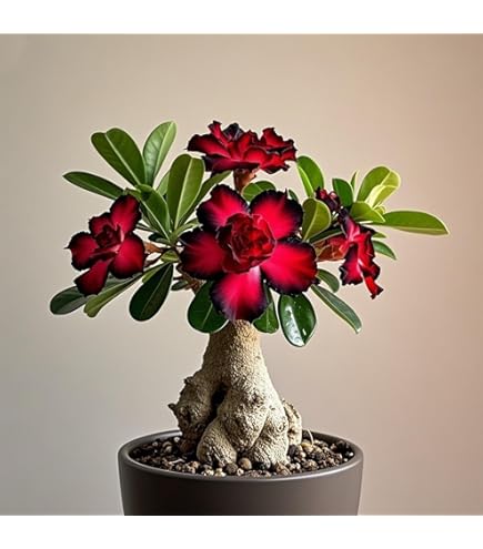 Wüstenrose Knolle Winterhart - Mehrjährige Staude Für Garten