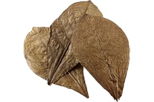 HOBBY NANO-FEUILLES DE BADAMIER 12 FEUILLES POUR AQUARIUM, Favorisé la vitalité et le bien-être des poissons et crevettes, Soutient votre mue de crevettes, couleur : marron