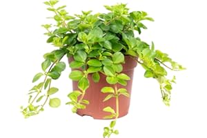 FLOWERBOX Peperomia Rotundifolia Smit Rondo Venetiano - Altezza ca. 15 cm, diametro pentola: 10,5 cm