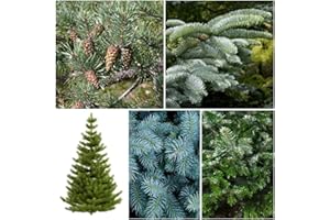RP Seeds Christmas Tree Seed Collection. 5 Individual Packets with Growing Guides. Save 20% on Normal Prices.