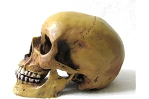 VOGLER JOH. VOGLER GMBH Markus Mayer - Scatola cranica umana decorativa, con mascella