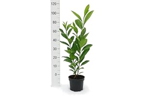 PFLANZHITS IHR PFLANZENPARTNER 5 Cherry Laurel Rotundifolia 90-100 cm in 3L Pot Pure Plant Height Prunus Laurocerasus Laurel Fast-Growing Hedge Plants Evergreen Premium Quality from Gardener
