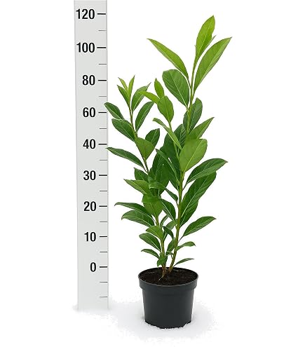monstera viel licht Monstera Deliciosa Variegata – Foliage Dreams