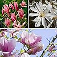 YouGarden Magnolia Tree Collection, Set of Three Varieties in 9cm Pots, Ready to Plant