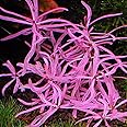 Hygrophila araguaia sp chai Pink Lady 1 stem Aquatic Plant Aquascaping k2aqua