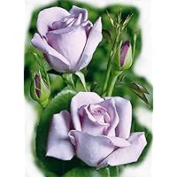 'Mainzer Fastnacht' -R-, Duft-Edelrose im 4 L Container