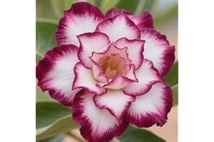 [Vnuhgzs] La rosa del desierto florece todos los años/decoración de interior (sin maceta)-1 bulbo-F