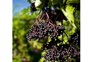 GROW YOUR SECRET GARDEN 100 schwarzer Holunder Samen, Elderberry seeds, Sambucus nigra, Fliederbeerbaum