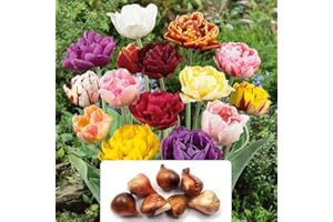 BOTANICAL BLISS 7 Tulip Double Late Mixed Bulbs: A Timeless Perennial Choice - Enhance Your Garden with Stunning Floral Combinations - Perfectly Suited to UK Climate Conditions