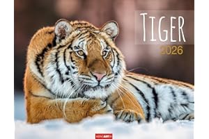 Tiger Kalender 2026: Die majestätischen Großkatzen in einem großen Wand-Kalender. Hochwertiger Fotokalender mit Porträts der verschiedenen Tigerarten 44 x 34 cm Querformat (Tierkalender Weingarten)