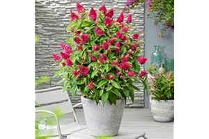 THOMPSON & MORGAN Buddleja Plants Buddleia davidii Dwarf Compact 'Butterfly Candy Little Ruby’ Hardy Shrub Butterfly Bush Red Blooms Easy to Grow Your Own Garden Flowers 1x 9cm Potted Plant by Thompson and Morgan
