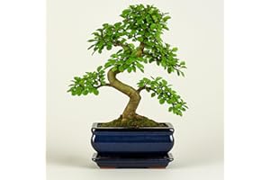 BONSAI LT Ulmus parvifolia Bonsaï - Orme chinois environ 8-10 ans - Pot de fleurs de 20 cm - Bonsaï d'intérieur facile d'entretien avec bac d'égouttement - Véritable plante - Livraison rapide