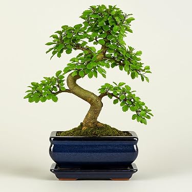 echinocereus coccineus Echinocereus coccineus Seeds main image 0