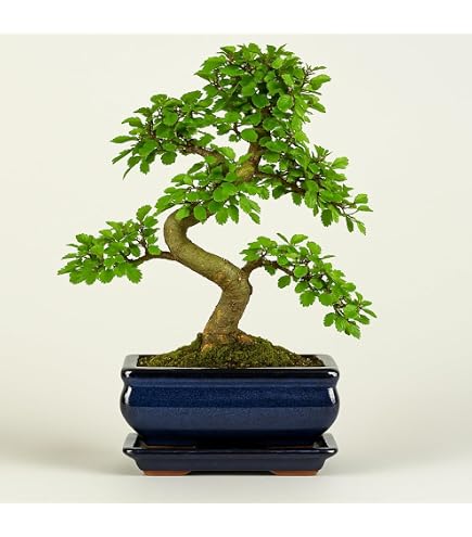 Bonsai - Rhododendron simsii - Azalea - 20cm pot - Outdoor-Bonsai :  Amazon.fr: Jardin