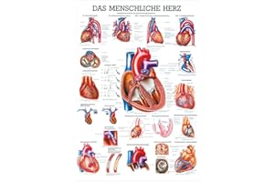 RÜDIGER Sport-Tec Das Herz Lehrtafel Anatomie 100x70 cm medizinische Lehrmittel