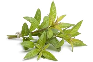 ACQUA TOWER GROWING SYSTEMS Herb Plants, Lemon Verbena, 2 x Full Plants in 9cm Pots, Lemon Verbena Plants, Garden, Greenhouse, Kitchen, Garden Ready and Ready to Plant, Premium Quality Herbs