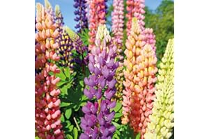 Lupin Hardy Garden Perennial Plant, Upright Plants, Attracts Pollinators, Summer Flowering, Cut Flowers, Cottage Gardens, 6 x Lupin Russell Hybrids Bare Root Plants by Thompson & Morgan (6)