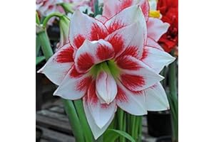 YGHESFDE Bulbos de amarilis doble,bulbos de amarilis increibles,Plantas perennes, decoración de interiores, decoración de jardines, fáciles de plantar.-1bulbo-B