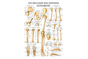 RDIGER- ANATOMIE GMBH Sport-Tec Die Knochen der unteren Extremität Mini-Poster Anatomie 34x24 cm med. Lehrmittel