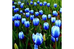 ALASINES Tulip Bulbs Planted in Garden Beautiful Dignified Flowers in Upright Cup Shape-15 Bulbs,B