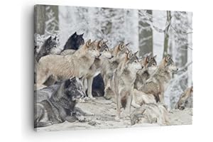 ARTTOR Lienzos decorativos Manada Lobos Invierno Cuadro Sobre Lienzo Moderno 70x50cm Cuadros Decoracion Salon Dormitorio Cocina Cuadros Pared Imágenes Wall Art Prints Decor Canvas AA70x50-4357