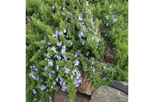 Rosemary officinalis 'Prostratus' Plant Culinary Garden Herbs Rosemary Bush - Culinary Kitchen Fresh Aromatic Herbs Easy to Grow Your Own by park farm plants (6 x Plug Plants)