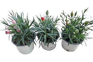 DECOALIVE Clavel - Pack 3 Plantas - Dianthus - Claveles Plantas con Flor para Terraza y Jardín