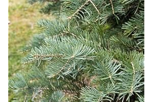 RP Seeds Abies concolor (White Fir) - 25 Seeds