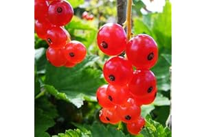 FRUITS OF PERTHSHIRE REDCURRANT Rovada 3L