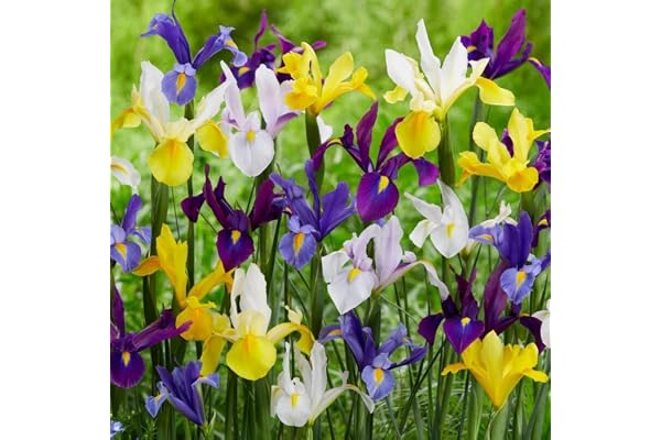 Iris Bulbe Hollandais Économique - Bulbe Iris - 50 Bulbes de Fleurs à Planter Exterieur - 5/6 Couleurs Plantes Vivaces Exterieur - Rustique - Naturelle Plantes de Hollande (pas de graines)