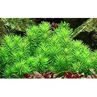 Tropica Aquarium Pflanze Pogostemon erectus Nr.053F TC in Vitro 1-2 Grow Wasserpflanzen Aquariumpflanzen