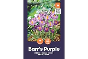 AGRONOM TESTED IN THE GARDEN AGRONOM | CROCUS - BARR'S PURPLE | Bulbos de flores perennes | Flores Púrpura | Se cultivan en jardines de flores, macetas, se plantan en céspedes en flor | Paquete de 7 bulbos de flores