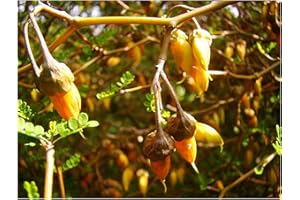 TREE ONLINE NURSERY Dwarf KOWHAI Sophora prostrata Bright Yellow Pea Like Flowers and Twisted Yellow Branches, 5cm Tall Plant in a 7/8cm Pot