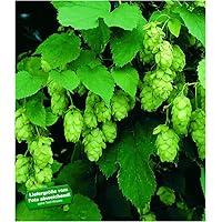 BALDUR Garten Hopfen im 1.5-Liter Containertopf, 1 Pflanze Humulus lupulus Kletterpflanze winterhart