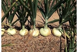 FLOWER FIELD STORY 200 piezas de semillas de cebolla dulce Semillas de reliquia no transgénicas que crecen al aire libre La cebolla blanca también se puede utilizar para decorar el jardín