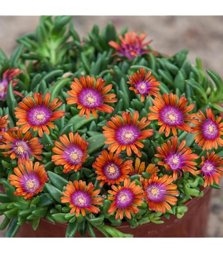 Delosperma Cooperi Purple Ice Plant Seeds - Hardy Exotic Succulent Ground Cover